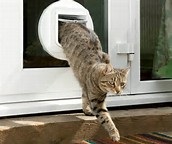 cat flap in glass